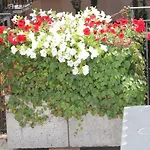 Hotel Centrale Bellagio מלון בלאג'יו